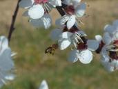 abeille sur fleur d'abricotier